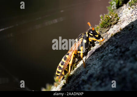 Königin der Gallische Feldwespe (feldwespe dominula), auch Französische Feldwespe oder Haus-Feldwespe, Ordnung Hautflügler (Hymenoptera), Familie faltet Stockfoto