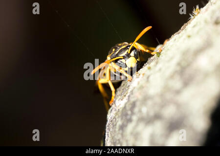 Königin der Gallische Feldwespe (feldwespe dominula), auch Französische Feldwespe oder Haus-Feldwespe, Ordnung Hautflügler (Hymenoptera), Familie faltet Stockfoto