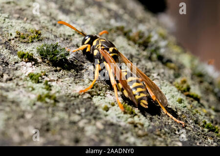 Königin der Gallische Feldwespe (feldwespe dominula), auch Französische Feldwespe oder Haus-Feldwespe, Ordnung Hautflügler (Hymenoptera), Familie faltet Stockfoto