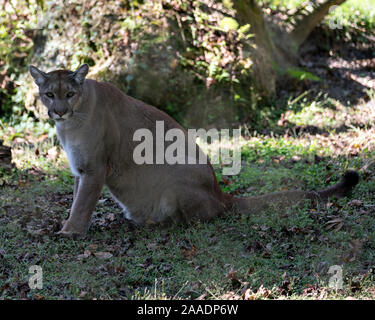 Florida Panther sitzen auf Gras in seiner Umgebung, während sein Körper, Kopf, Ohren, Augen, Nase, Pfoten, Schwanz. Stockfoto