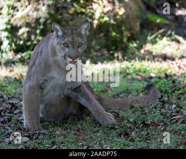 Florida Panther sitzen auf Gras in seiner Umgebung, während sein Körper, Kopf, Ohren, Augen, Nase, Pfoten, Schwanz. Stockfoto