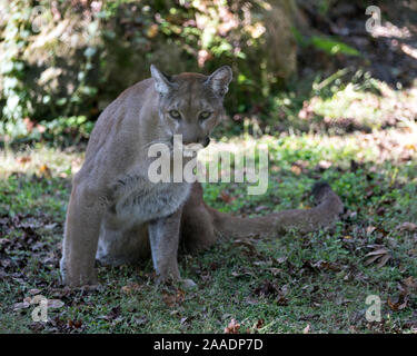 Florida Panther sitzen auf Gras in seiner Umgebung, während sein Körper, Kopf, Ohren, Augen, Nase, Pfoten, Schwanz. Stockfoto