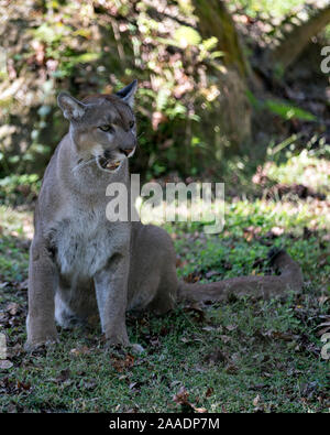 Florida Panther sitzen auf Gras in seiner Umgebung, während sein Körper, Kopf, Ohren, Augen, Nase, Pfoten, Schwanz. Stockfoto