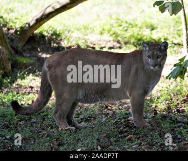 Florida panther Stellung in seiner Umgebung, während sein Körper, Kopf, Ohren, Augen, Nase, Pfoten, Schwanz. Stockfoto