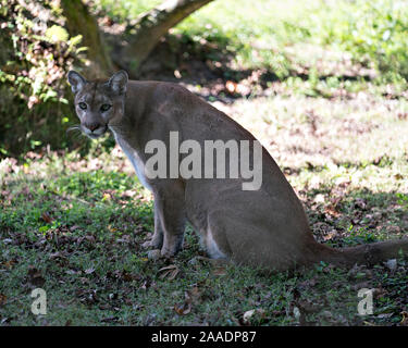 Florida Panther sitzen auf Gras in seiner Umgebung, während sein Körper, Kopf, Ohren, Augen, Nase, Pfoten, Schwanz. Stockfoto