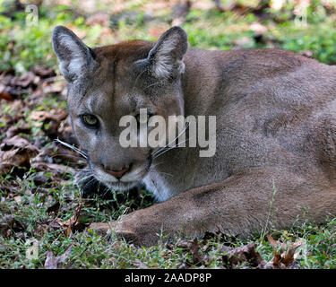 Florida Panther close-up Gesicht an, die Sie in Ihrer Umgebung suchen, während sein Körper, Kopf, Ohren, Augen, Nase, Mund, Pfoten mit einem unscharfen Hintergrund Stockfoto