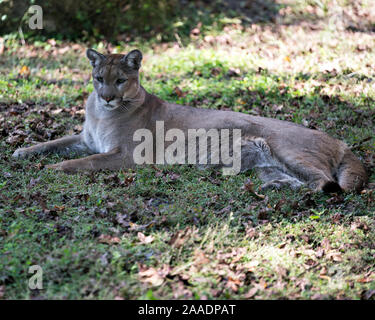 Florida Panther ruht in seiner Umgebung, während sein Körper, Kopf, Ohren, Augen, Nase, Pfoten, Schwanz. Stockfoto