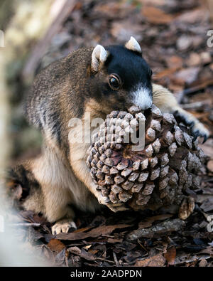 Sherman's Fuchs Eichhörnchen essen Pine Cone für Weihnachten in seiner Umgebung und Umwelt mit ein schönes Bokeh Hintergrund, während sein Körper auszusetzen, Stockfoto