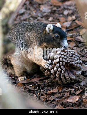 Sherman's Fuchs Eichhörnchen essen Pine Cone für Weihnachten in seiner Umgebung und Umwelt mit ein schönes Bokeh Hintergrund, während sein Körper auszusetzen, Stockfoto