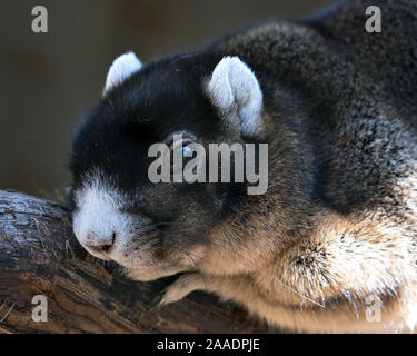 Sherman's Fox Squirrel ruht auf einem Zweig und genießen die Umgebung und Umwelt mit ein schönes Bokeh Hintergrund, während sein Körper, Kopf aussetzen, ey Stockfoto