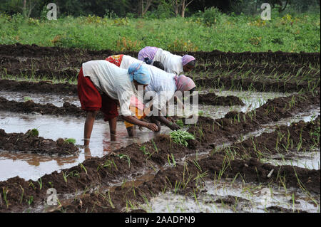 Pune; Maharashtra Indien; Dez. 2015: Südost-Asien -; Reis Oryza Sativa Ernte; Frau zieht Unkraut aus dem Paddyfield Stockfoto