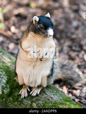 Sherman's Fuchs Eichhörnchen sitzt auf einem Anmelden und genießen die Umgebung und Umwelt mit Hintergrund, während sein Körper, Kopf, Augen, Ohren, Nase, p Stockfoto
