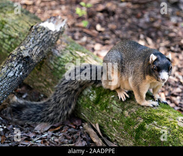 Sherman's Fuchs Eichhörnchen sitzt auf einem Anmelden und genießen die Umgebung und Umwelt mit Hintergrund, während sein Körper, Kopf, Augen, Ohren, Nase, p Stockfoto