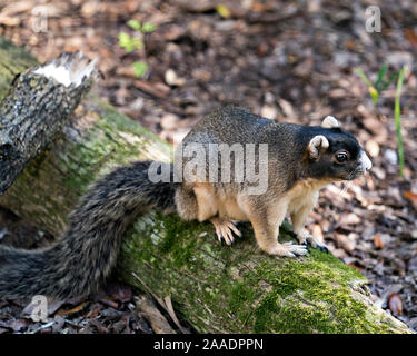 Sherman's Fuchs Eichhörnchen sitzt auf einem Anmelden und genießen die Umgebung und Umwelt mit Hintergrund, während sein Körper, Kopf, Augen, Ohren, Nase, p Stockfoto