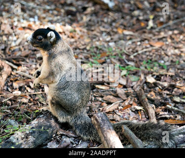 Sherman's Fuchs Eichhörnchen sitzt auf einem Log in seiner Umgebung und Umwelt mit Laub Hintergrund während ihrer Körper, Kopf, Augen, Ohren, Nase, Stockfoto