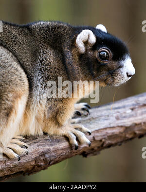 Sherman's Fox Squirrel close-up ruht auf einem Zweig und genießen die Umgebung und Umwelt mit ein schönes Bokeh Hintergrund, während sein Körper freilegen Stockfoto