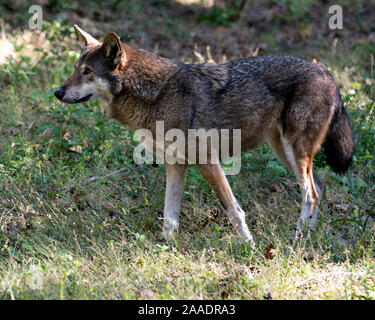 Wolf (rote Wolf) zu Fuß in das Feld mit einer Nahaufnahme der Anzeige ihrer Körper, Kopf, Ohren, Augen, Nase und Pfoten in seiner Umwelt und Umgebung. Stockfoto