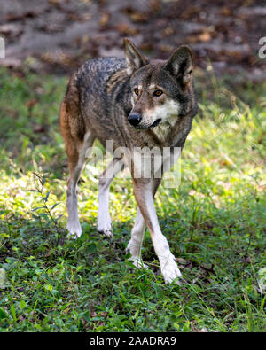 Wolf (rote Wolf) zu Fuß in das Feld mit einer Nahaufnahme der Anzeige ihrer Körper, Kopf, Ohren, Augen, Nase und Pfoten in seiner Umwelt und Umgebung. Stockfoto