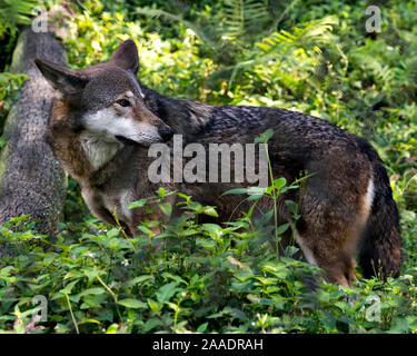 Wolf (rote Wolf) zu Fuß in das Feld mit einer Nahaufnahme der Anzeige ihrer Körper, Kopf, Ohren, Augen, Nase und Pfoten in seiner Umwelt und Umgebung. Stockfoto