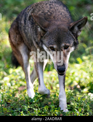 Wolf (rote Wolf) zu Fuß in das Feld mit einer Nahaufnahme der Anzeige ihrer Körper, Kopf, Ohren, Augen, Nase und Pfoten in seiner Umwelt und Umgebung. Stockfoto