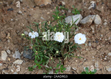 Kleine Moss Rose oder Portulaca grandiflora oder Rose Moos oder 10 oclock oder mexikanischen Rose oder Vietnam Rose oder Sun Rose oder Rock Rose oder Moss rose Portulak Stockfoto