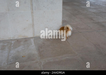Hinten ein Spielzeug Hund züchten, da es sich um eine Ecke des konkreten Eingang des Design Museum schnüffelt, die am 17. November 2019 in London, England. Stockfoto