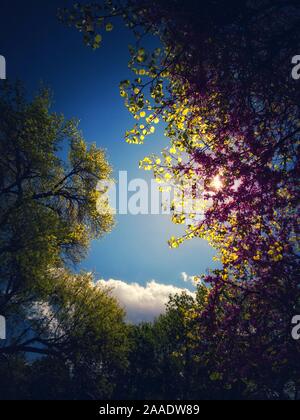 Frühling im Park. Lilac Tree und Sitzbank für Entspannung Stockfoto