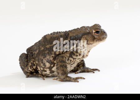 Weibliche, Erdkröte Bufo bufo Stockfoto