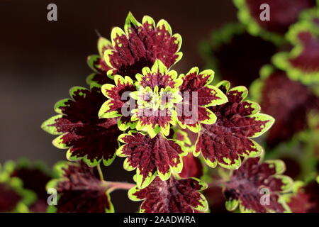 Blick von oben auf die coleus oder Plectranthus scutellarioides oder bemalt, Nessel oder Coleus Blumei oder Solenostemon scutellarioides buschige Woody basierte Evergreen Stockfoto