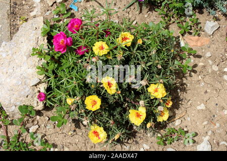 Blick von oben auf die Moss Rose oder Portulaca grandiflora oder Rose Moos oder 10 oclock oder mexikanischen Rose oder Vietnam Rose oder Sun Rose oder Rock Rose oder Moss rose Stockfoto