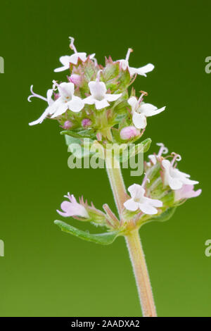 Thymian, Thymus vulgaris, Echter Thymian, Römischer Quendel, Kuttelkraut oder Gartenthymian, Pflanzenart der Gattung der Thymiane (Thymus), Familie der L Stockfoto