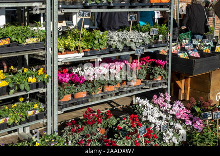 Tulpenzwiebeln und Tabletts Packungen mit Herbstwinterbestreu Gartenpflanzen in Töpfen zum Verkauf in einem Gartencenter North Yorkshire England Großbritannien Stockfoto