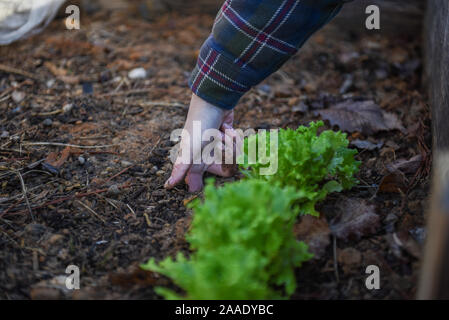 Winterim Fotos in einem lokalen Garten auf Nachhaltigkeit und Ernährungssicherheit in der Gemeinschaft konzentriert. Stockfoto