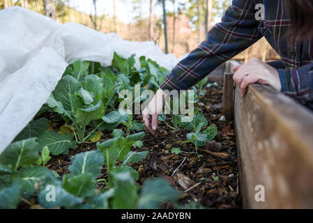 Winterim Fotos in einem lokalen Garten auf Nachhaltigkeit und Ernährungssicherheit in der Gemeinschaft konzentriert. Stockfoto