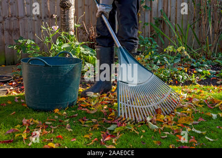 Nahaufnahme eines Mannes, der im Herbst Herbst im Garten mit einem Rasenrechen gefallene Blätter mit einem Rasenhaar harkt und sammelt England Großbritannien Großbritannien Großbritannien Großbritannien Großbritannien Großbritannien Großbritannien Großbritannien Großbritannien Großbritannien Großbritannien Großbritannien Stockfoto