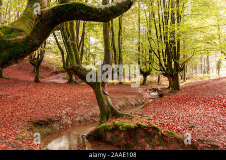 Magic forest im Baskenland Stockfoto