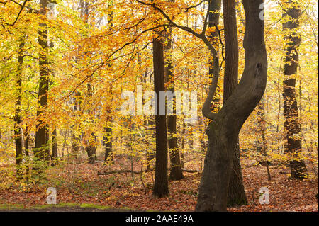 Schöne erhebende helle Farben des Herbstes in Fagus sylvatica, Buche, Waldfläche, die Königin der Briten Bäume Stockfoto