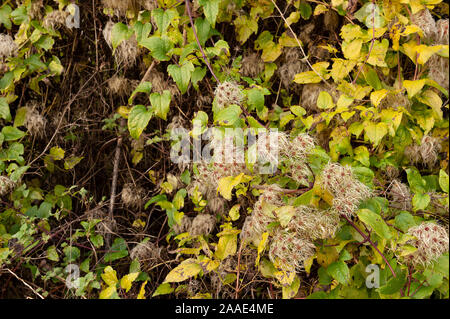 Old Mans Bart, Clematis vitalba, attraktive Kletterpflanze wispy flauschig weiche Samenköpfe schlanke gefiederten Gewinde und invasive Pflanze Verbreitung durch Wind zersteuung Stockfoto