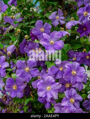 Blumen von mehrjährigen Clematis Reben im Garten. Schöne clematis Blumen in der Nähe des Hauses. Clematis steigt in den Garten in der Nähe des Hauses. Beautifu Stockfoto