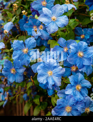 Blumen von mehrjährigen Clematis Reben im Garten. Schöne clematis Blumen in der Nähe des Hauses. Clematis steigt in den Garten in der Nähe des Hauses. Beautifu Stockfoto