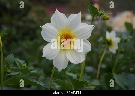 Weiß, gelb Garten Kosmos, mexikanische Aster, Cosmos Bipinnatus Stockfoto