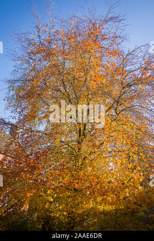 Die Essenz der Herbst: Blätter golden braun auf einem englischen Buche im November in einem Englischen Garten Stockfoto