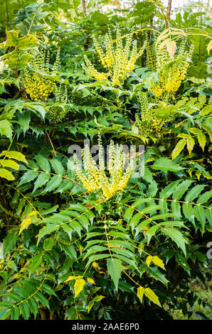 Im späten Herbst blühenden Spitzen von Mahonia x Media (Sorte, von dem angenommen wird, dass 'Nächstenliebe' oder Oregon Grape) entstehen die Ausstellung einen wohlriechenden Duft im frühen Winter Stockfoto