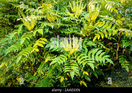 Im späten Herbst blühenden Spitzen von Mahonia x Media (Sorte, von dem angenommen wird, dass 'Nächstenliebe' oder Oregon Grape) entstehen die Ausstellung einen wohlriechenden Duft im frühen Winter Stockfoto