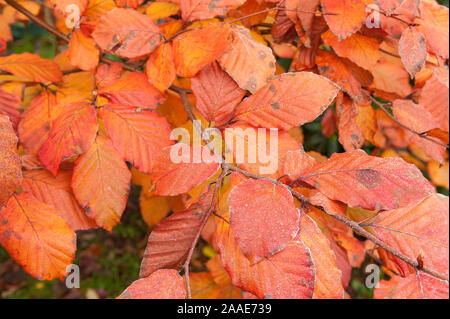 Raureif, Kaution Eiskristalle auf lila Copper Beech Blätter auf die freie Luft Beschichtung Nadeln aus Eis durch feuchte Taupunkt Atmosphäre ausgesetzt sind Stockfoto