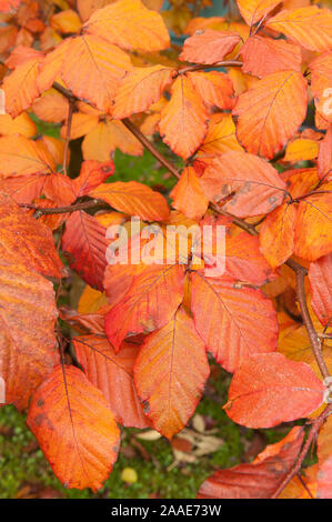 Raureif, Kaution Eiskristalle auf lila Copper Beech Blätter auf die freie Luft Beschichtung Nadeln aus Eis durch feuchte Taupunkt Atmosphäre ausgesetzt sind Stockfoto