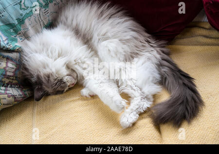 Einen flauschigen weißen inländischen Ragdoll Katze schlafen in ein ungainly Position auf einem Sofa im Innenbereich Stockfoto