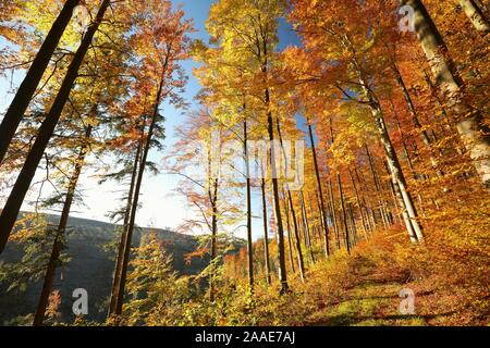 Die herbstlichen Wald Gegenlicht der Sonne. Stockfoto
