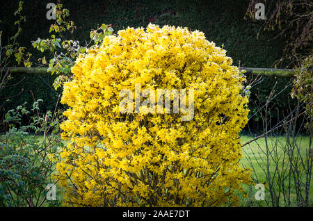 Ein traumhaft geschmückt Blüte Cotoneaster Strauch in leuchtend gelben Blüten in der Mitte erstickt - Frühling in einem Englischen Garten UK Stockfoto