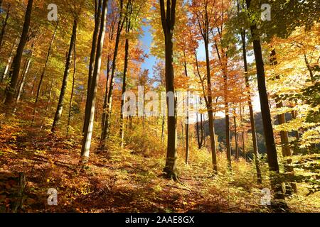 Die herbstlichen Wald Gegenlicht der Sonne. Stockfoto